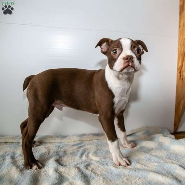 Winter, Boston Terrier Puppy